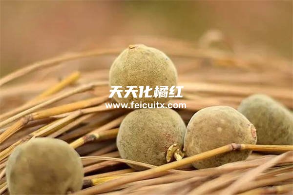 金银花蒲公英化橘红可以一起喝吗