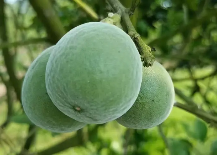 化橘红绒毛造假方法及鉴别要点  1