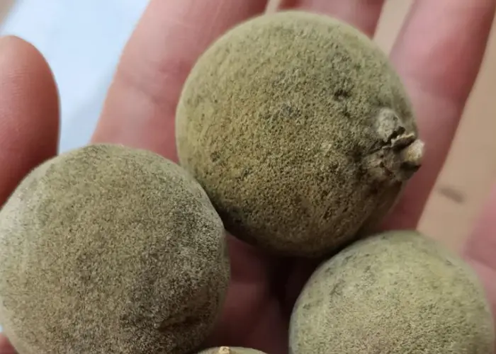 化橘红绒毛造假方法及鉴别要点  2